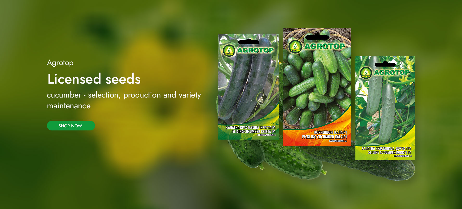Cucumbers by Agrotop